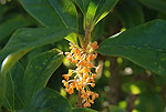 Osmanthus fragrans aurantiacus
